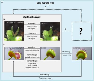 Shapeshifting in the Venus flytrap (Dionaea muscipula): Morphological and biomechanical adaptations and the potential costs of a failed hunting cycle